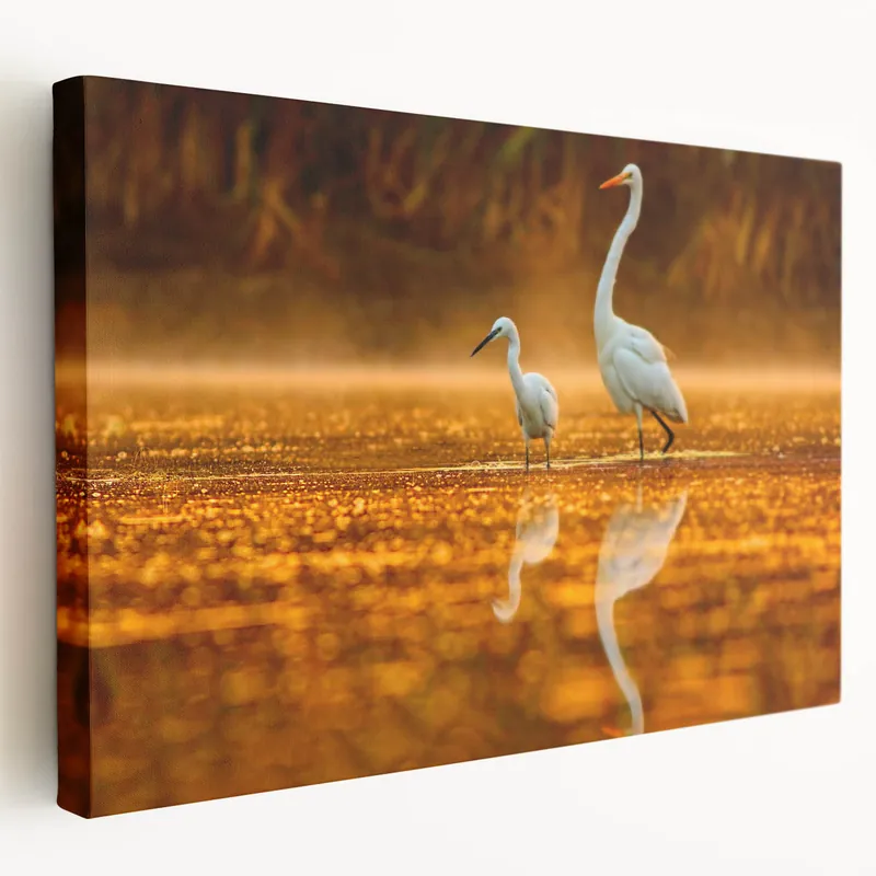 Elegant Everglades Wildlife Wall Art - Majestic Florida Bird Photography Discount