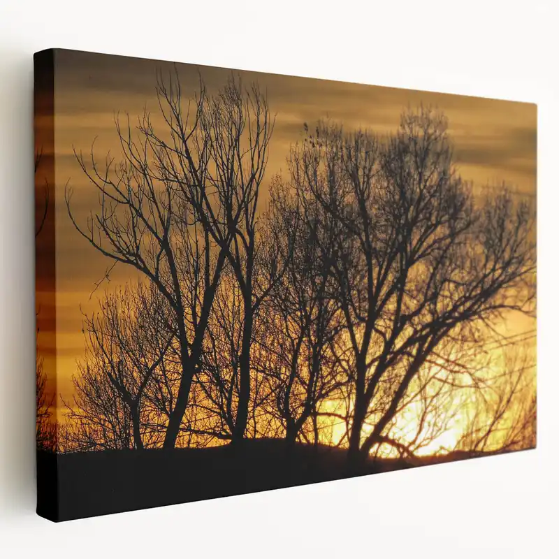 Vail Nature Photography - Silhouette of Trees Against Golden Sunset Sky Final Sale