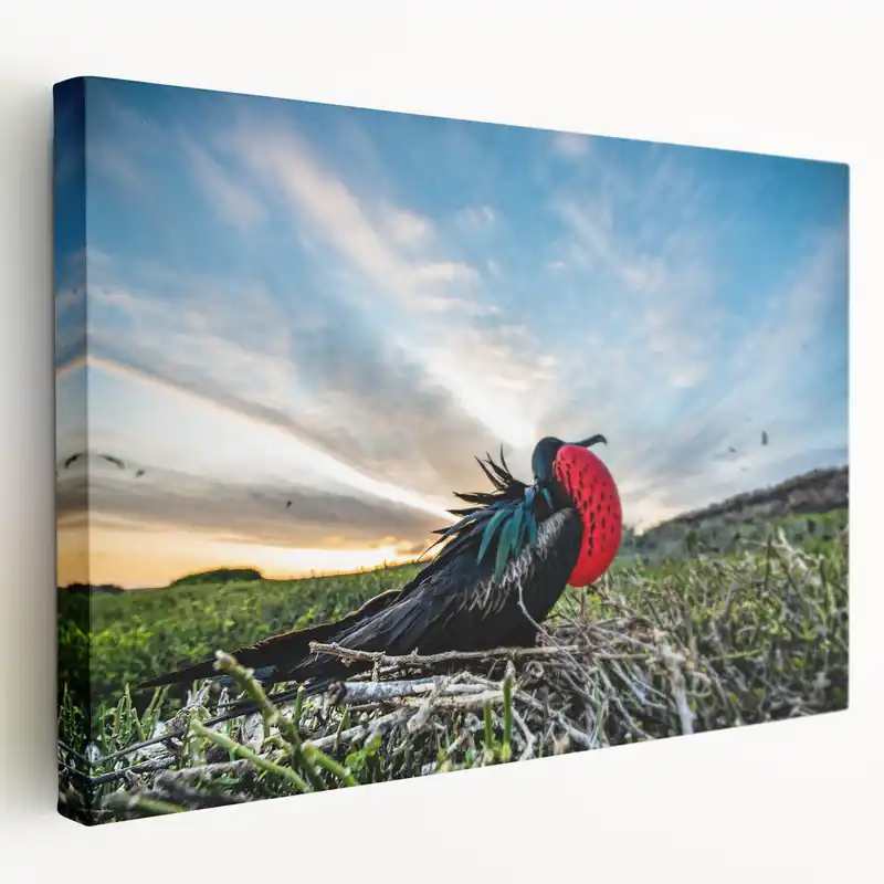 Galapagos Frigatebird - Framed Wildlife Photography Art & Canvas Print Free Returns