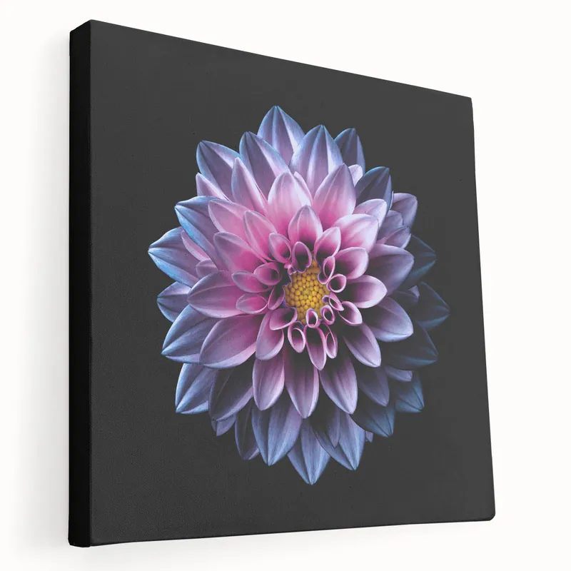 Vibrant Purple and Pink Dahlia Art | Botanical Flower Canvas Print Professional Grade