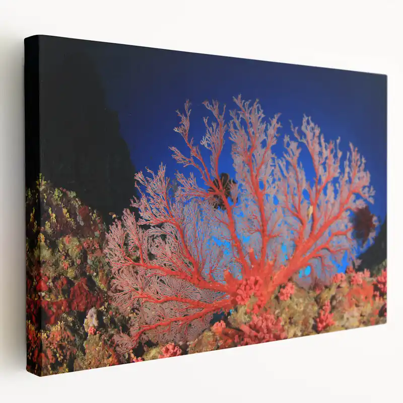 Free Shipping Underwater Coral Photography - Australia Marine Life Art in Vibrant Red