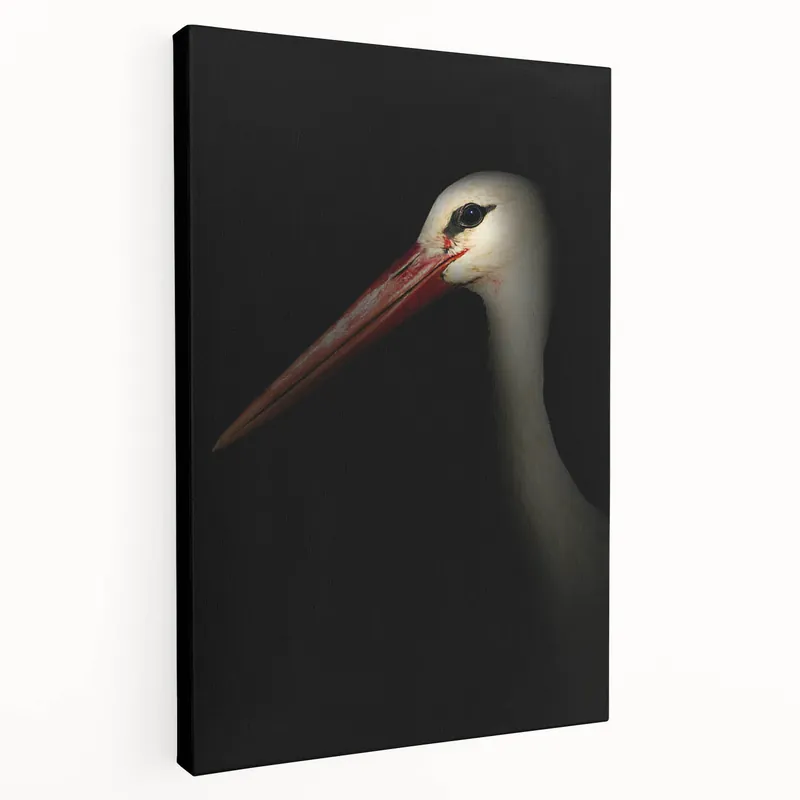 Stork in Shadows - Fine Art Photography Framed Prints One Day Deal