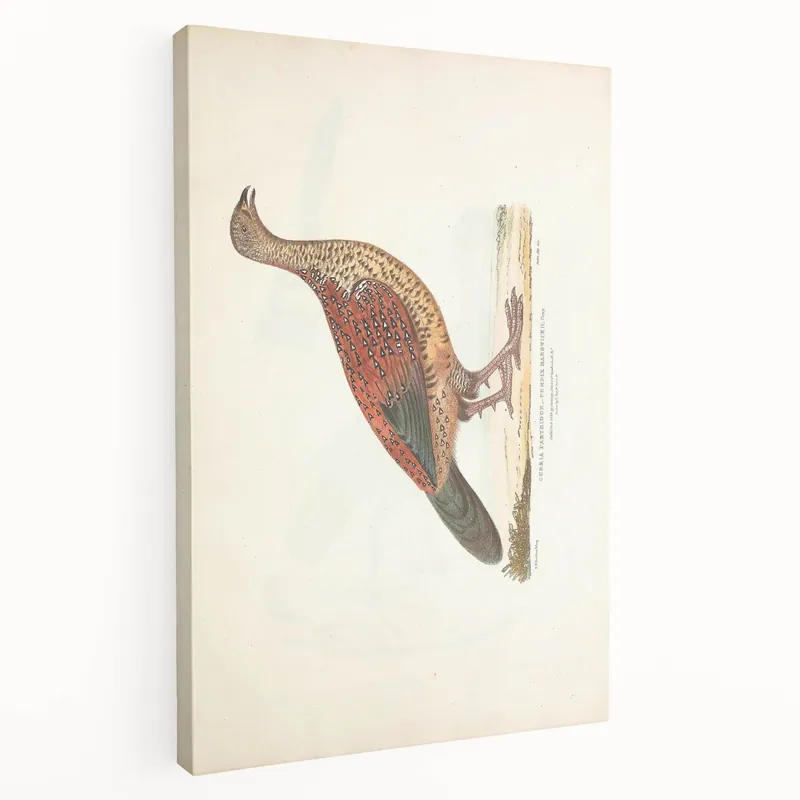 Vintage Animal Art - Curled Tail Pheasant Illustration Print Buy Online