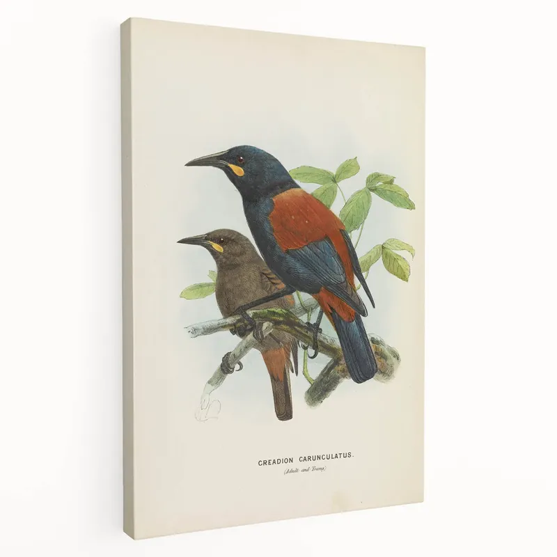 Vintage Animal Art – Creacion Bird Illustration Print – Retro Animal Wall Decor Final Sale