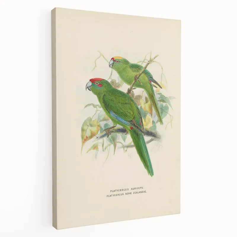 Vintage Animal Art: Parrot Illustration Art Print Exclusive Offer