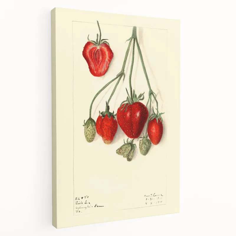 Vintage Strawberry Fruit Art Prints – Timeless Kitchen Wall Decor Deal