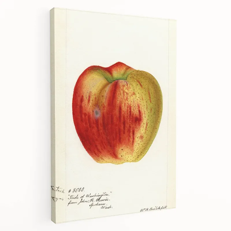 Vintage Apple Watercolor – Elegant Fruit Canvas Art for Kitchen Exclusive