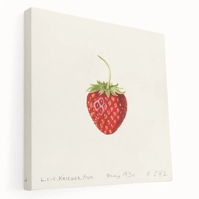 Vintage Strawberry Botanical Print – Classic Fruit Wall Art Bulk Order