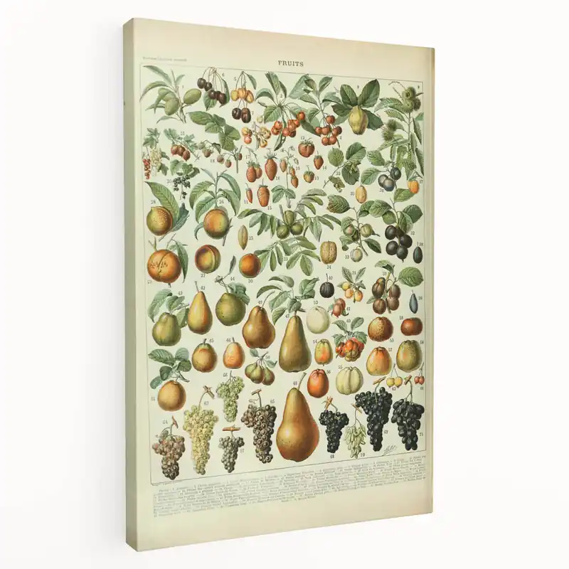 Vintage Botanical Art Prints: Elegant Fruit Illustration Wall Art Professional Grade