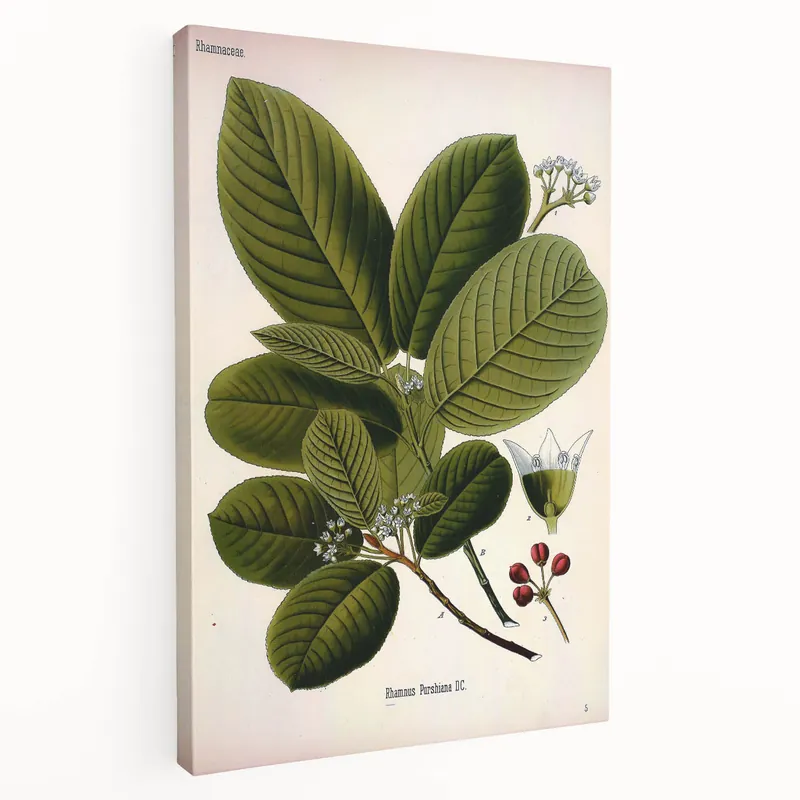 Botanical Art Prints – Vintage Botanical Illustration Art Direct From Factory