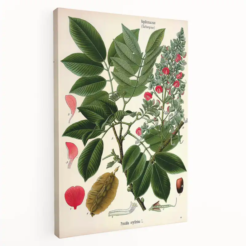 Vintage Botanical Art Print – Piscidia Erythrina with Red Flowers Best Seller