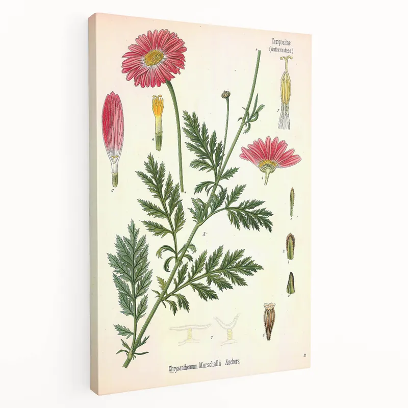 Weekend Sale Vintage Botanical Art Print – Chrysanthemum Marschalii Red Flowers