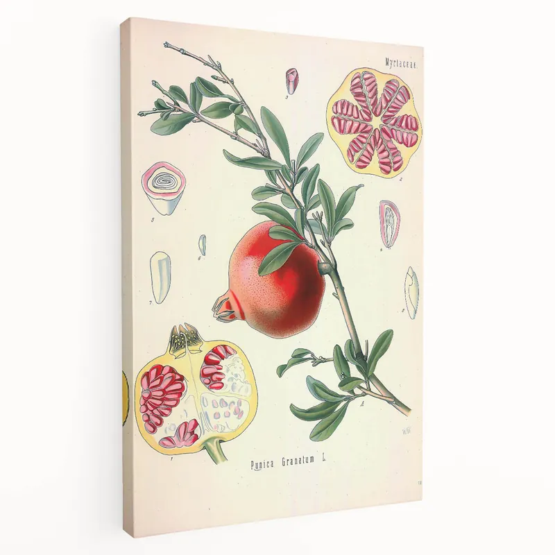 Vintage Botanical Illustration of Pomegranate Fruit – Botanical Art Clearance