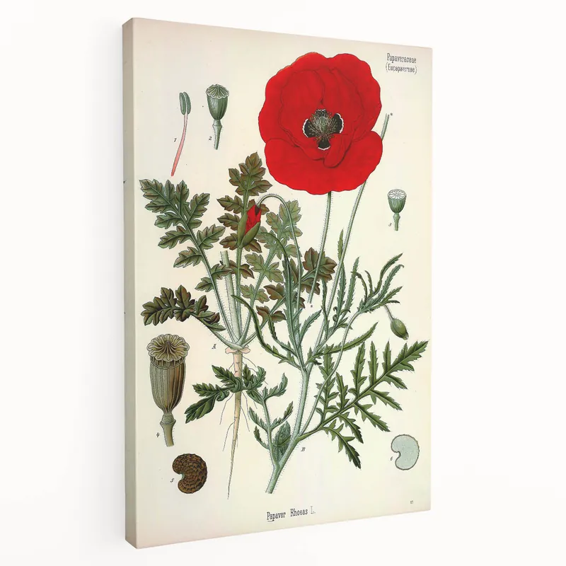 Vintage Botanical Illustration of Papaver Rhoeas Art Print Best Price