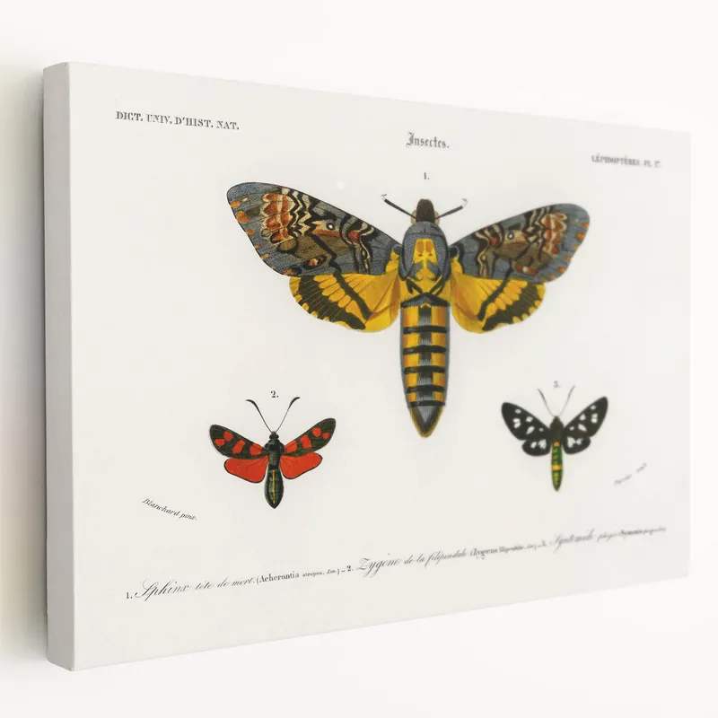 Romanticism Art: Moth Collection by D’Orbigny - Entomology Canvas Print Secure Checkout