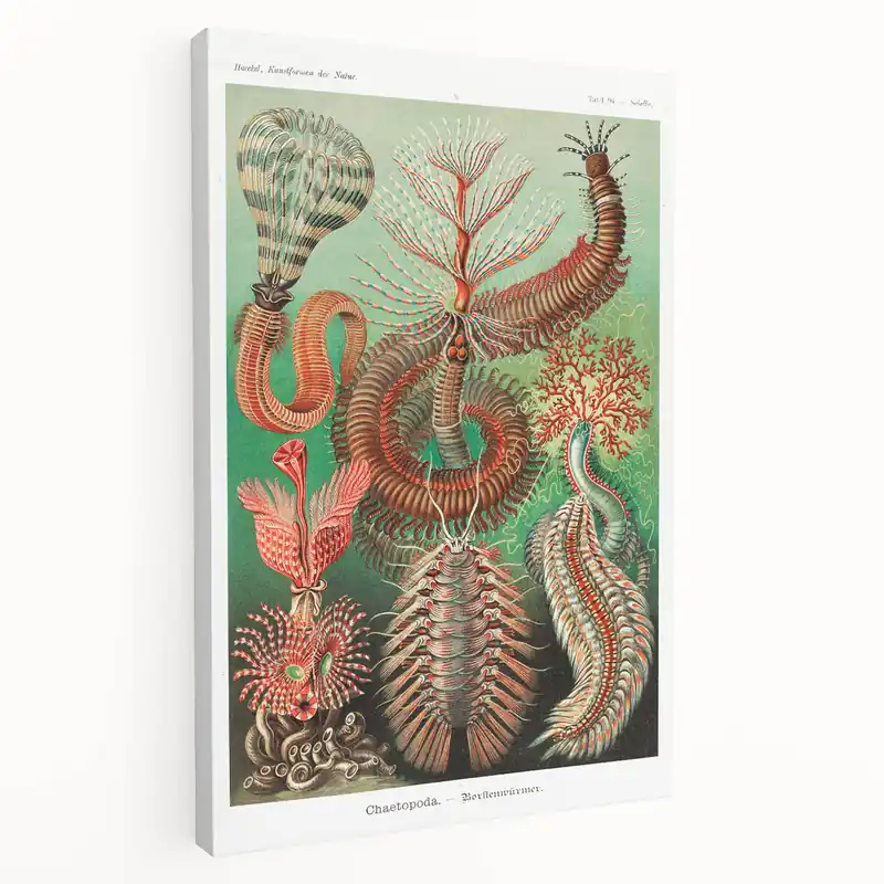 Modern Wall Art: Chaetopoda - Intricate Marine Life Illustration In Demand