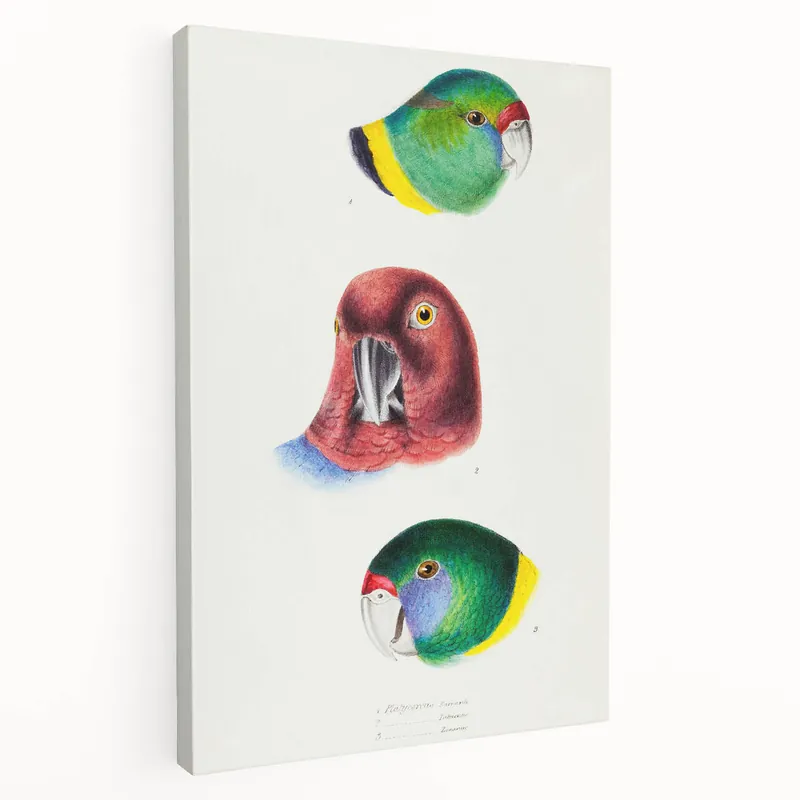 Exclusive Famous Romantic Era Art - Australian Bird Heads Illustration Canvas Print