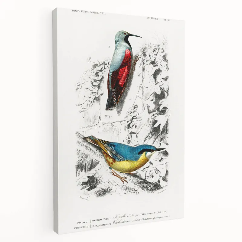 Romanticism Art: Vibrant Bird Illustration Canvas Print Hot Deal