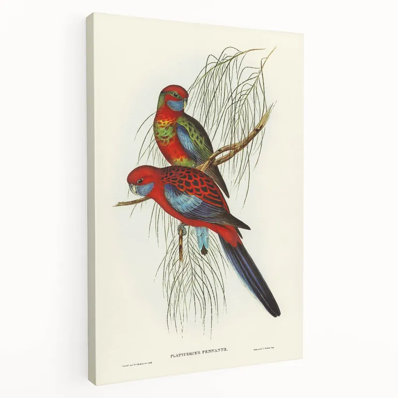 Professional Grade Classic Romantic Paintings: Pennant's Parakeet - Romantic Art Prints