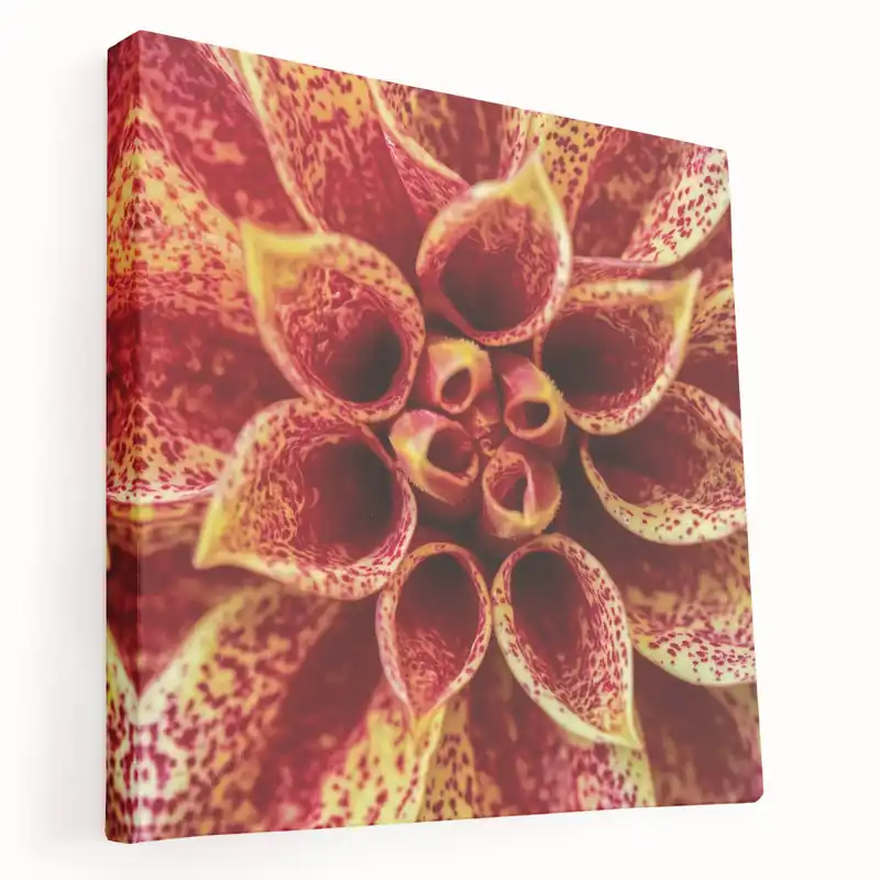 Deal Blooming Flowers Artwork - Nature Close-Up of Vibrant Dahlia Print