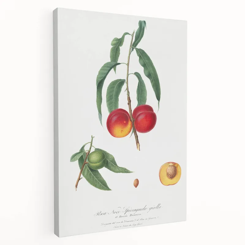 Mega Sale Realistic Wall Art: Botanical Peach Illustration Realism Art Canvas