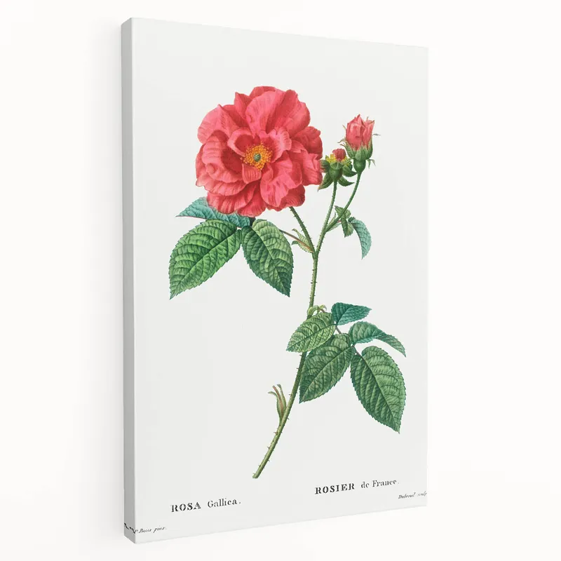 Markdown Neoclassical Art Print: French Rose by Redouté - Classic Botanical Decor