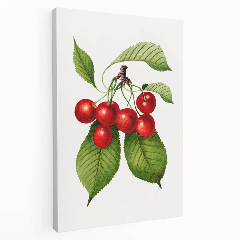 Free Shipping Realistic Cherry Illustration Art Print | Classic Botanical Wall Decor