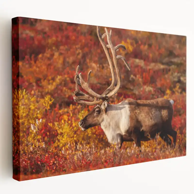 Grab Now Caribou in Autumn Tundra – Vibrant Wildlife Wall Art from Northwest Territories