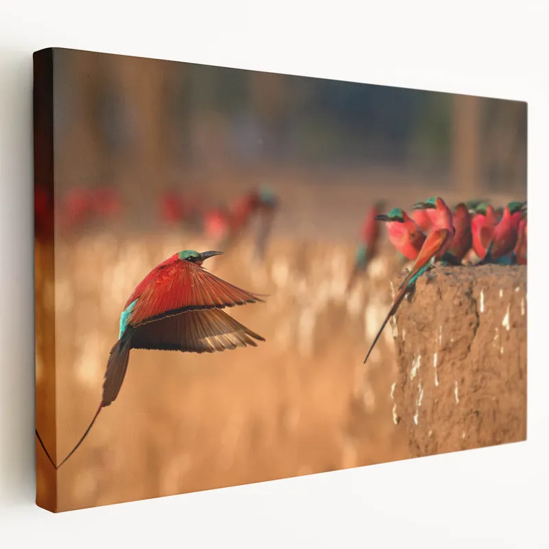 Zambia Art Prints - Colorful Bee-Eaters in Flight African Wildlife Art Exclusive Offer