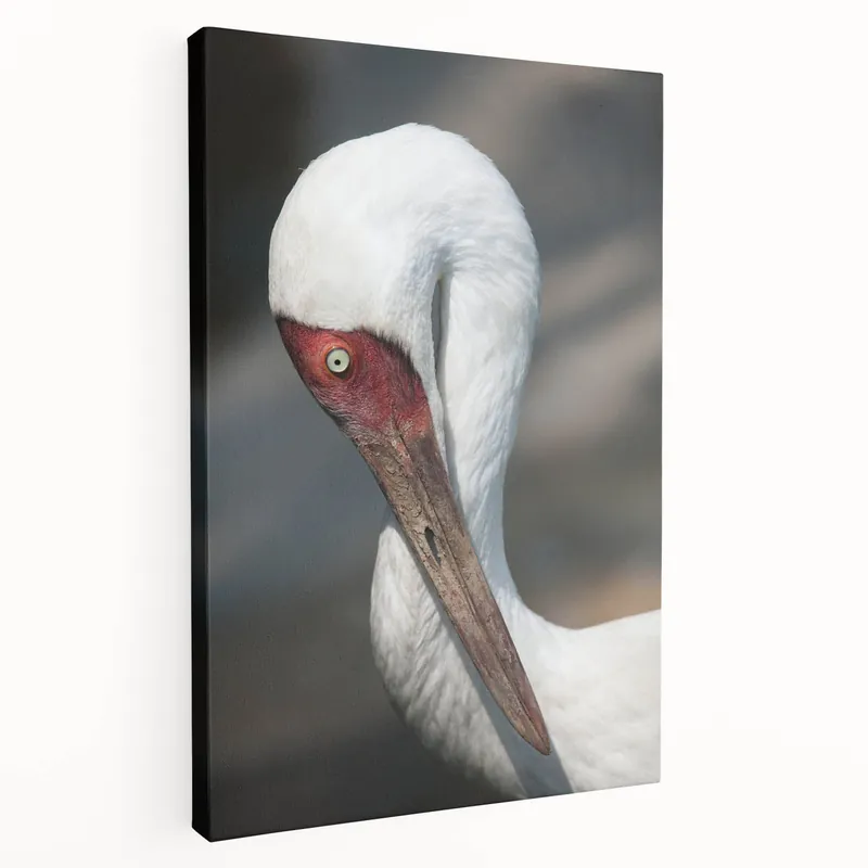 Time-Limited Elegant Crane Wall Art - Striking Close-Up of Majestic Crane Portrait Canvas