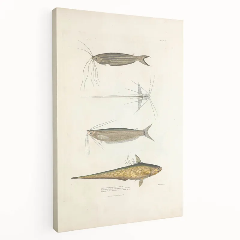 Vintage Animal Art: Fish Illustration Print for Ocean-Inspired Decor Order Now