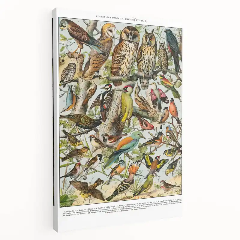 Best Price Vintage Animal Art – Birds of Europe Illustration Print – Retro Bird Wall Decor