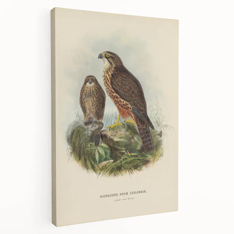 Vintage Animal Art: Hawk Illustration Art Print Free Shipping