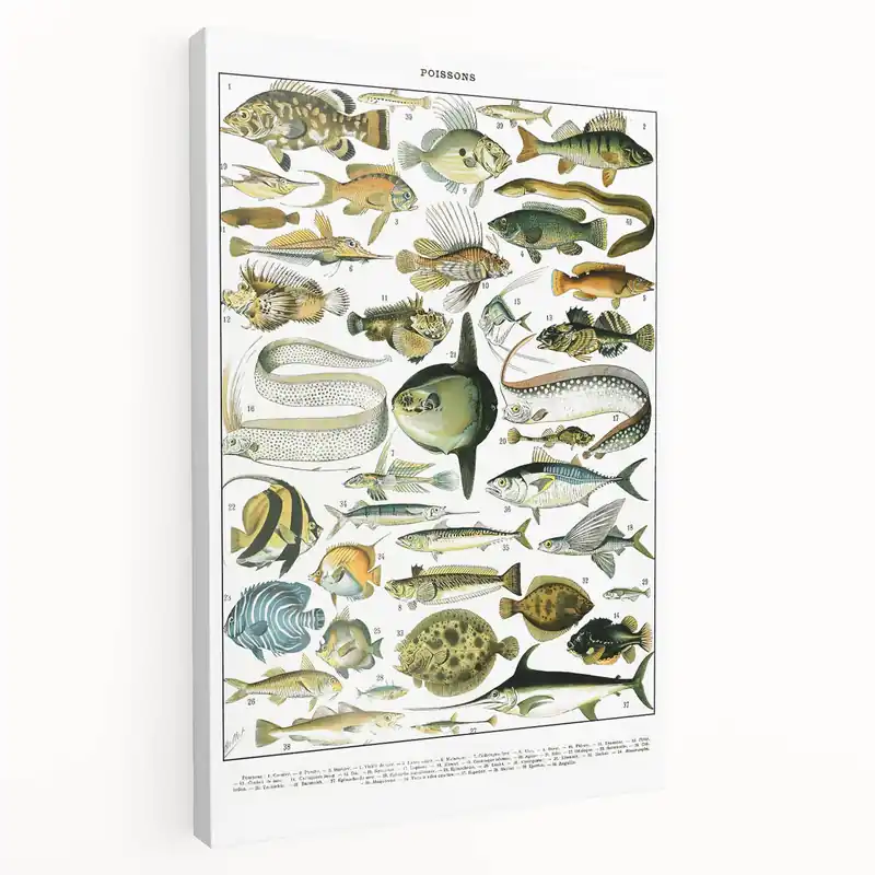 Vintage Fish Illustration Art Print – Retro Marine Life Wall Decor Wholesale
