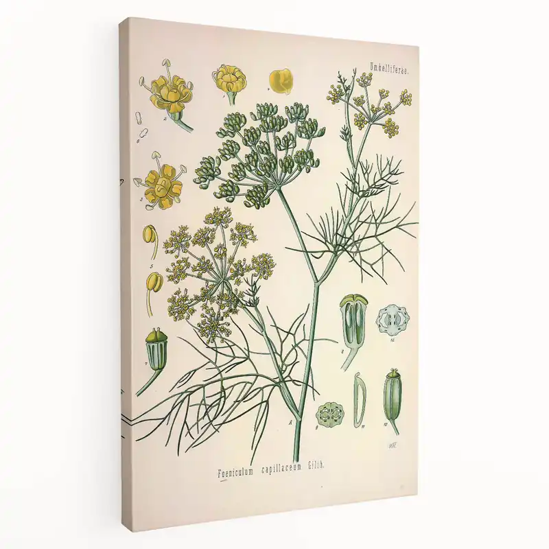 Trending Vintage Botanical Illustration Art – Foeniculum capillaceum Fennel Wall Art