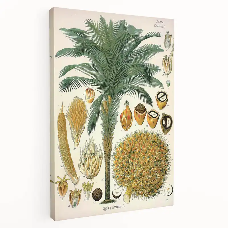 Vintage Botanical Illustration Art – Elaeis guineensis Oil Palm Wall Art Express Delivery