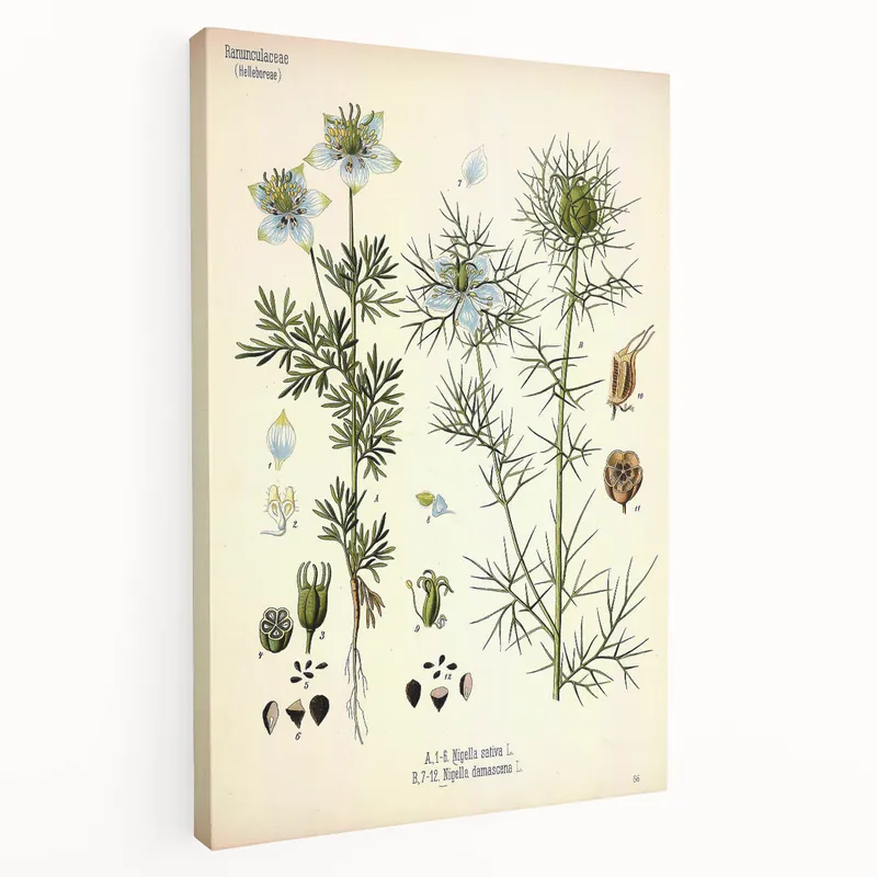 Vintage Botanical Art Print: Nigella Sativa & Nigella Damascena Decor Trusted Brand