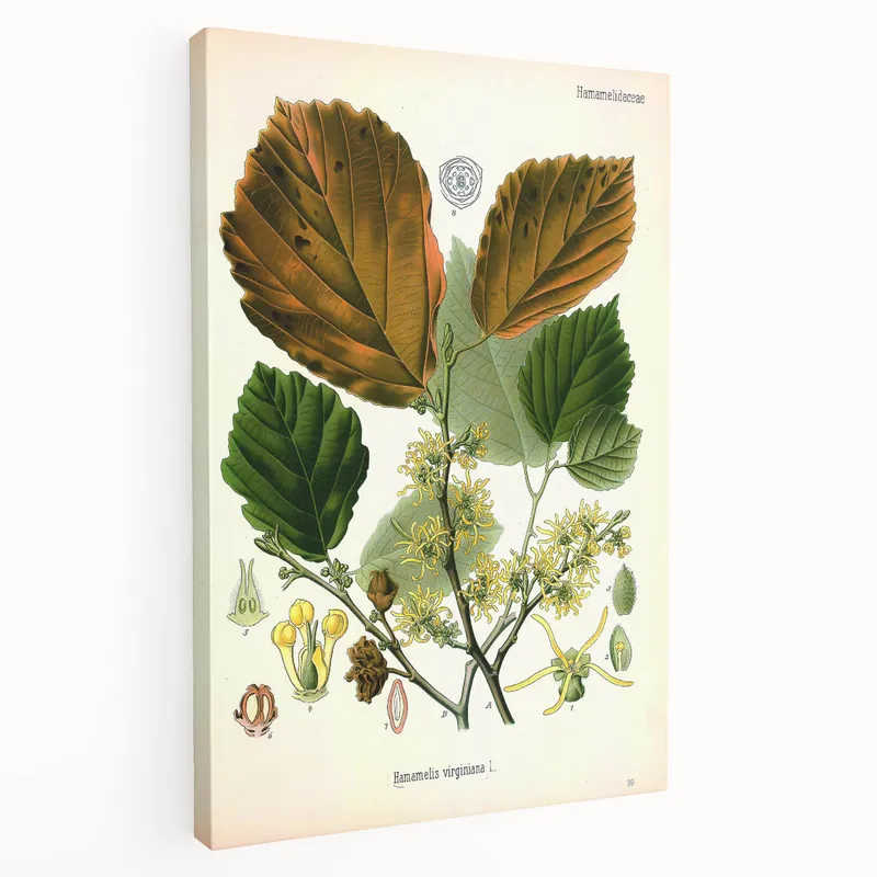 Best Seller Vintage Botanical Art Print – Hamamelis Virginiana with Yellow Flowers
