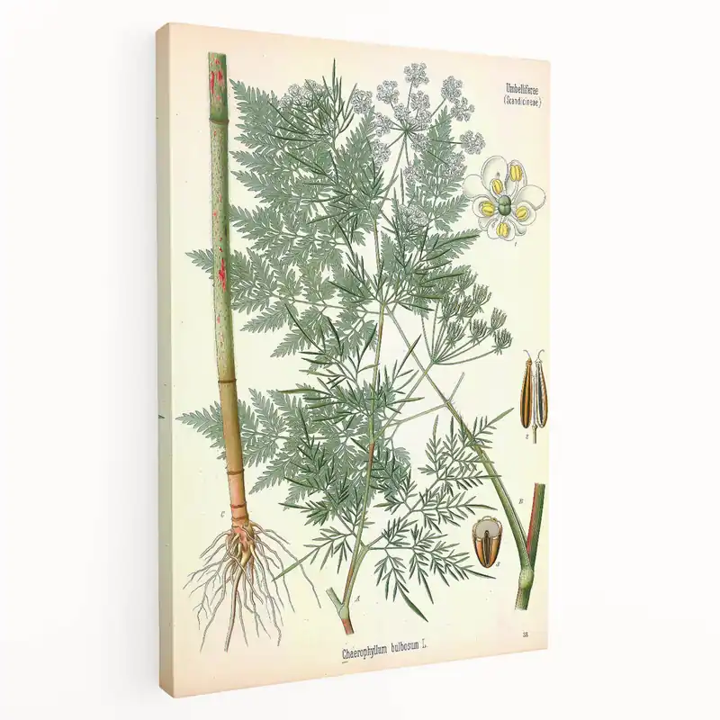 Vintage Botanical Art Print – Chaerophyllum Bulbosum with Green Leaves Free Delivery