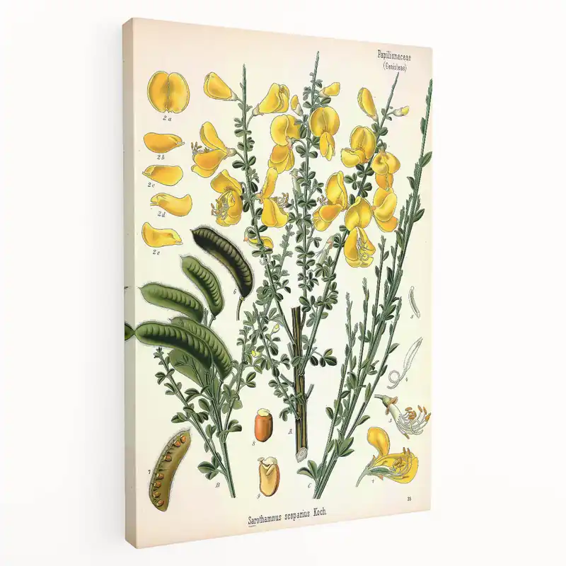 Seasonal Sale Vintage Botanical Art Print – Sarothamnus Scoparius Yellow Flowers