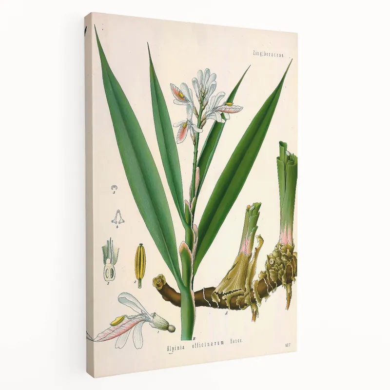 Buy Online Botanical Art Prints - Vintage Alpinia Officinarum Illustration Art