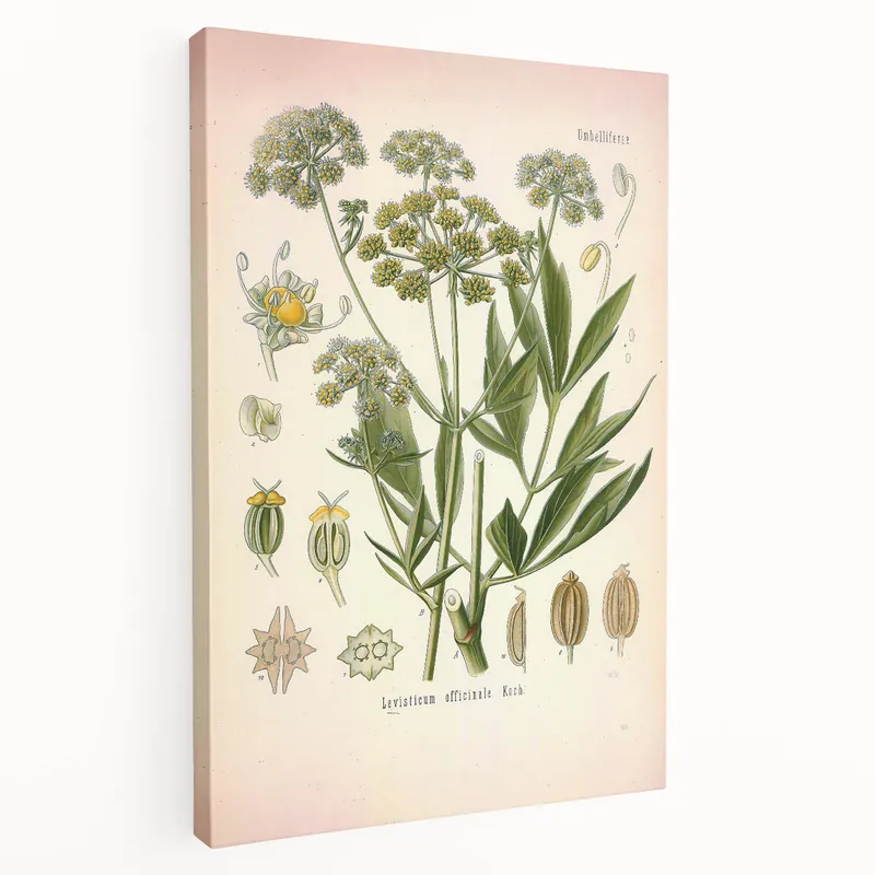 Vintage Botanical Illustration of Lovage – Botanical Art Prints Trending