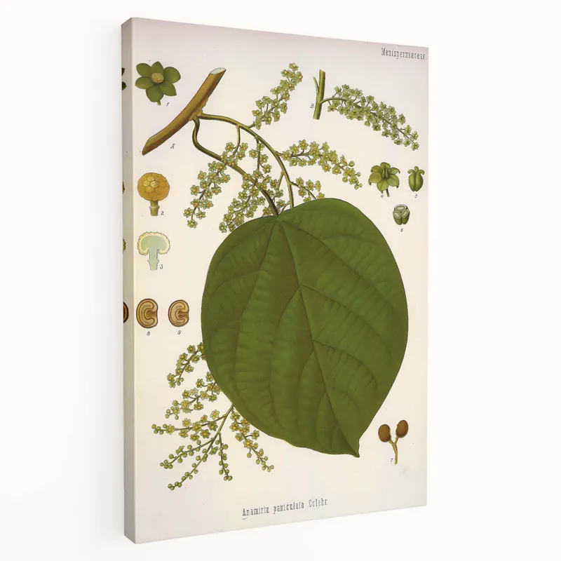 Vintage Botanical Illustration of Anamirta paniculata Art Print Direct From Factory
