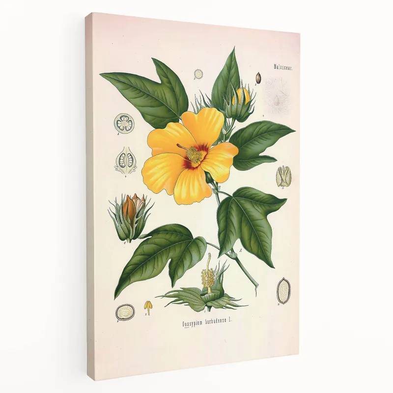 Genuine Vintage Botanical Illustration of Cotton Flower Art Print