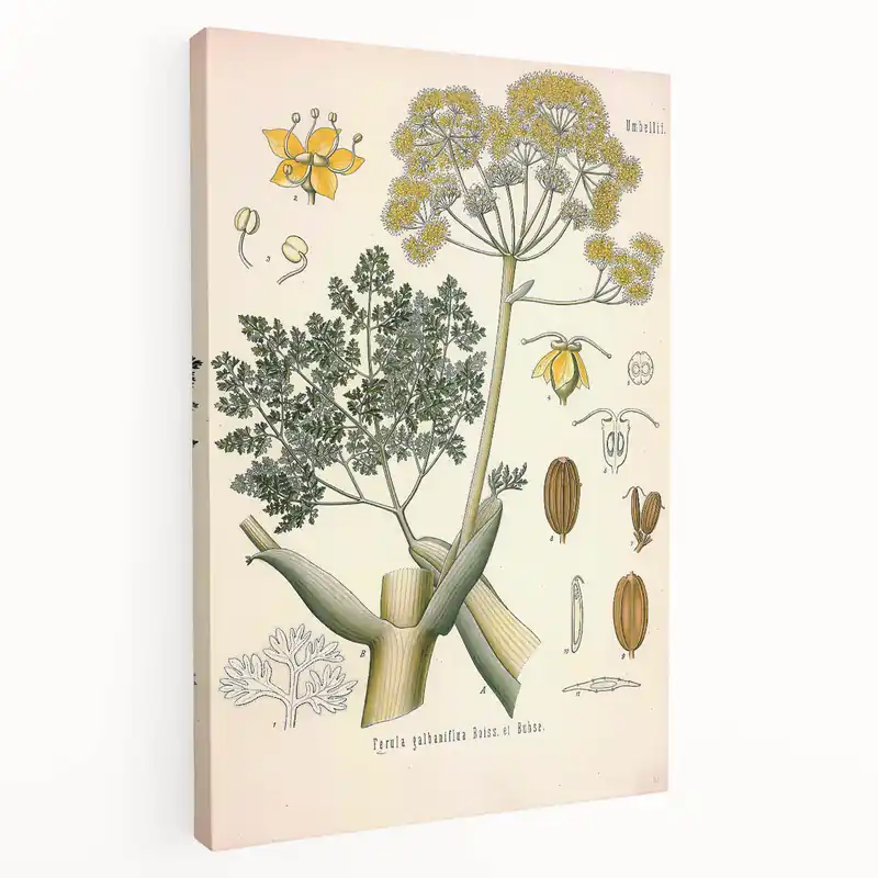 Last Chance Vintage Botanical Illustration of Ferula Plant Art Print