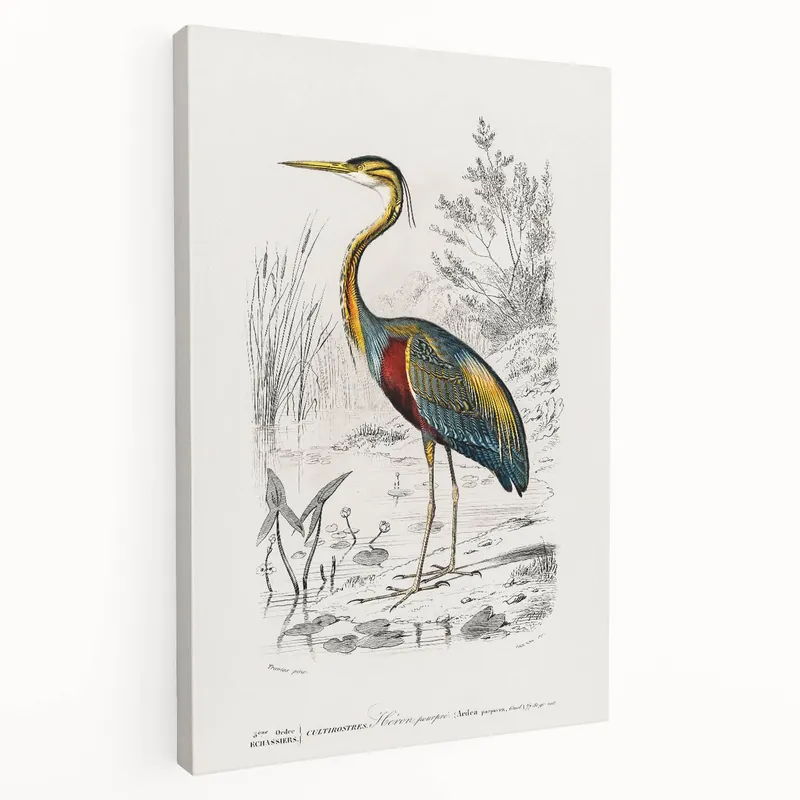 Romantic Art Prints: Purple Heron by Charles Dessalines d'Orbigny Next Day Delivery