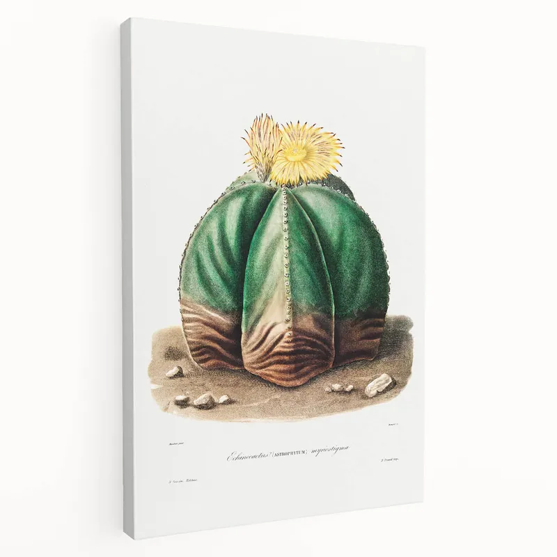 Fresh Stock Romanticism Art: Bishop’s Cap Cactus Illustration Canvas Print