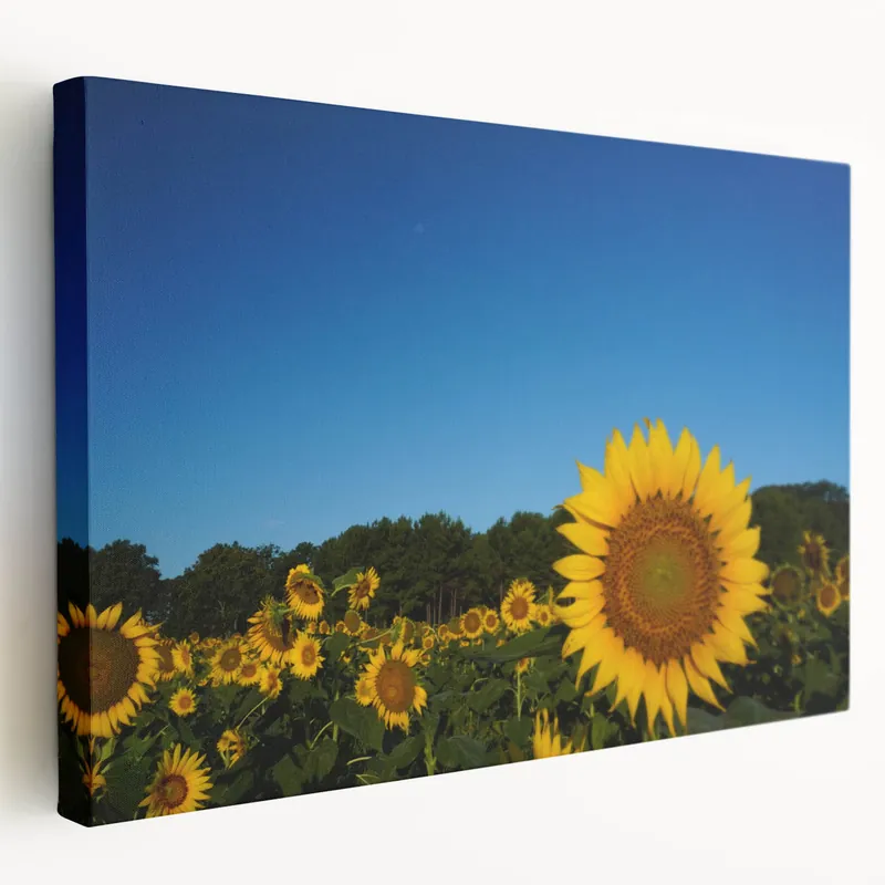Raleigh Sunflower Field Art - Vibrant North Carolina Nature Photography Editor’s Pick