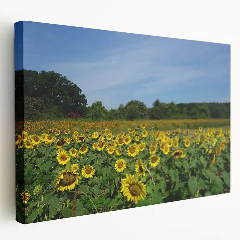 Sunny Raleigh Sunflower Field Canvas - Scenic North Carolina Wall Art Buy Direct