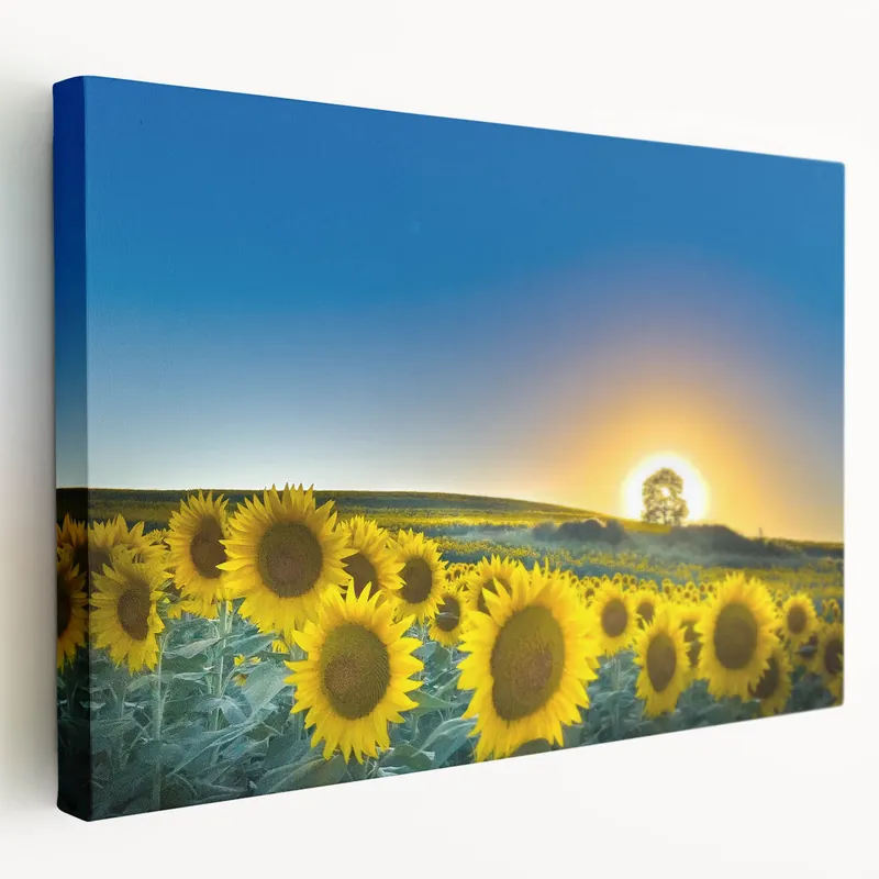 Sunflower Field Kansas Wall Art – Scenic Kansas Nature Canvas Prints Money Back Guarantee